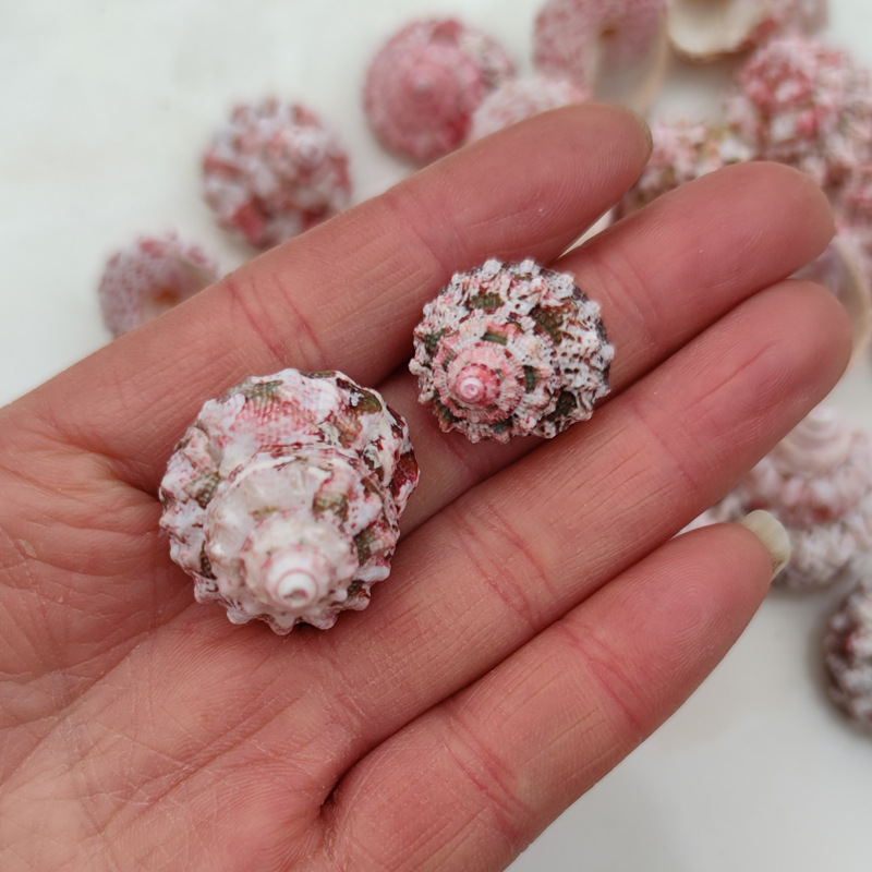 Marine Aquarium Hermit Crab - Natural Ferraria Gallina Conch Shells, Replacement