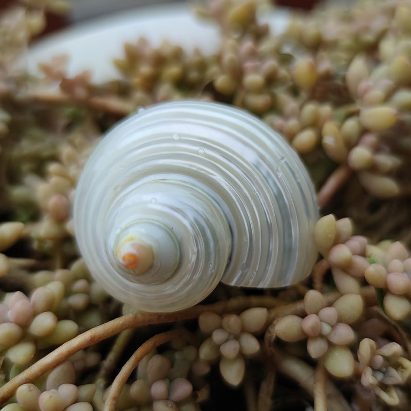 Marine Aquarium Hermit Crab - Natural Turbo marmoratus Shell - Fluorescent
