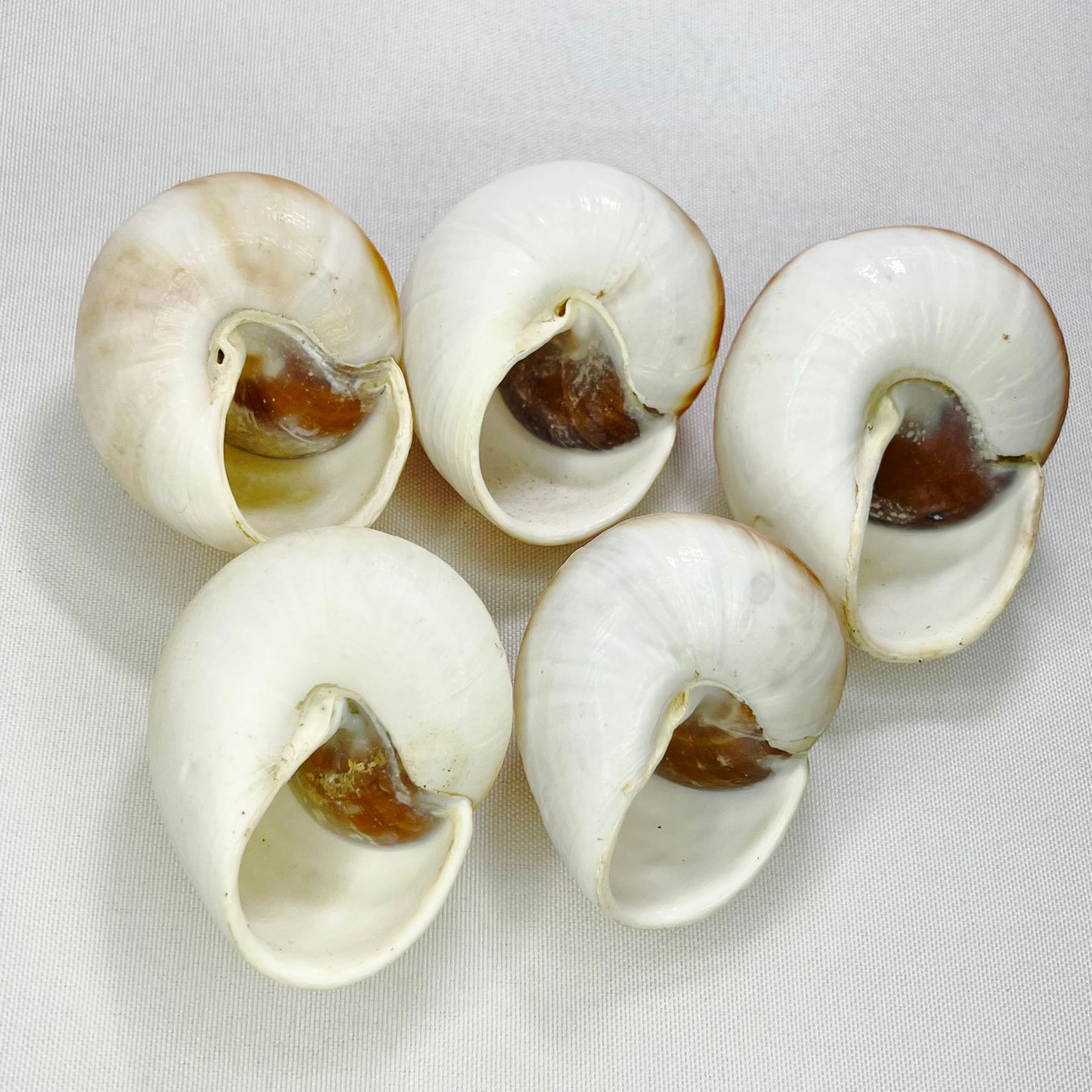 Natural Bulla Shell - Bread Sn - огляд і ціна Marine Aquarium Hermit Crab