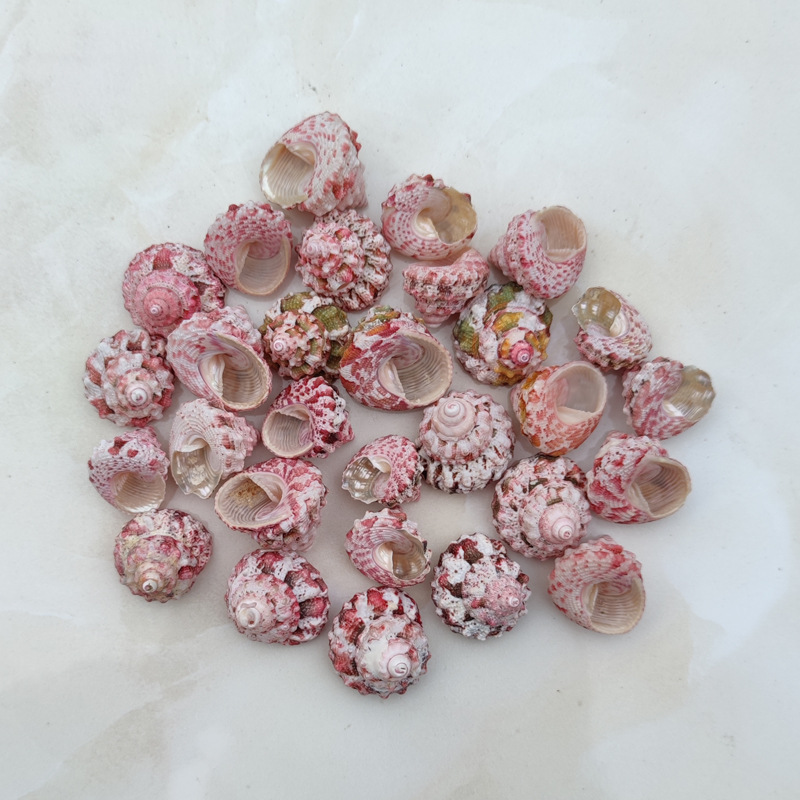 Natural Ferraria Gallina Conch - огляд і ціна Marine Aquarium Hermit Crab