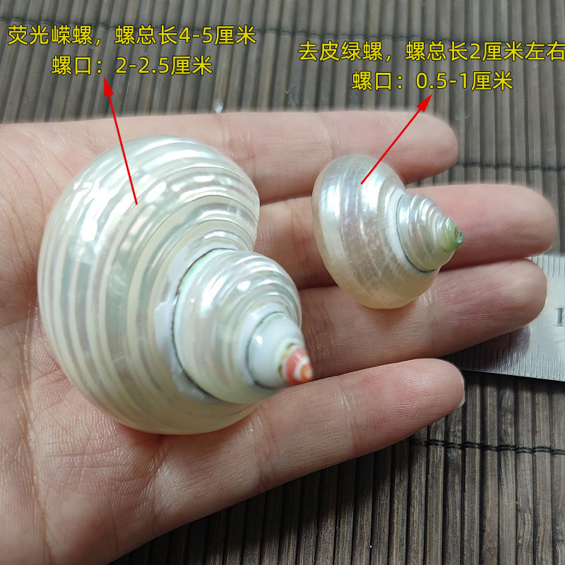 Natural Turbo marmoratus Shell - огляд і ціна Marine Aquarium Hermit Crab